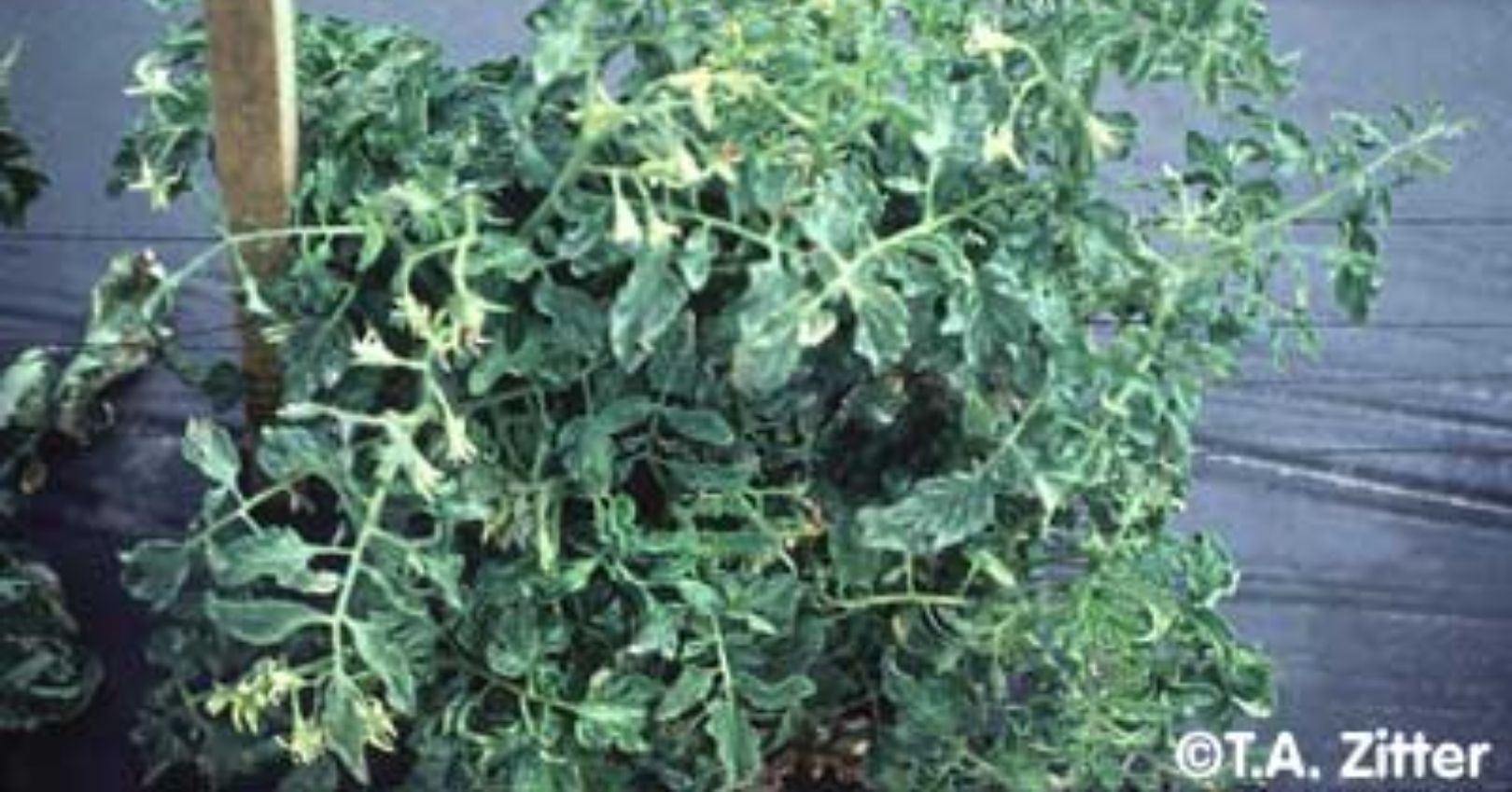 Symptoms of Tobacco Etch Virus in Tomato Foliage