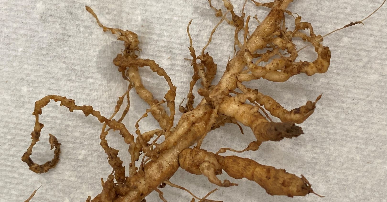 Root-knot Nematode Damage on Tomato Root