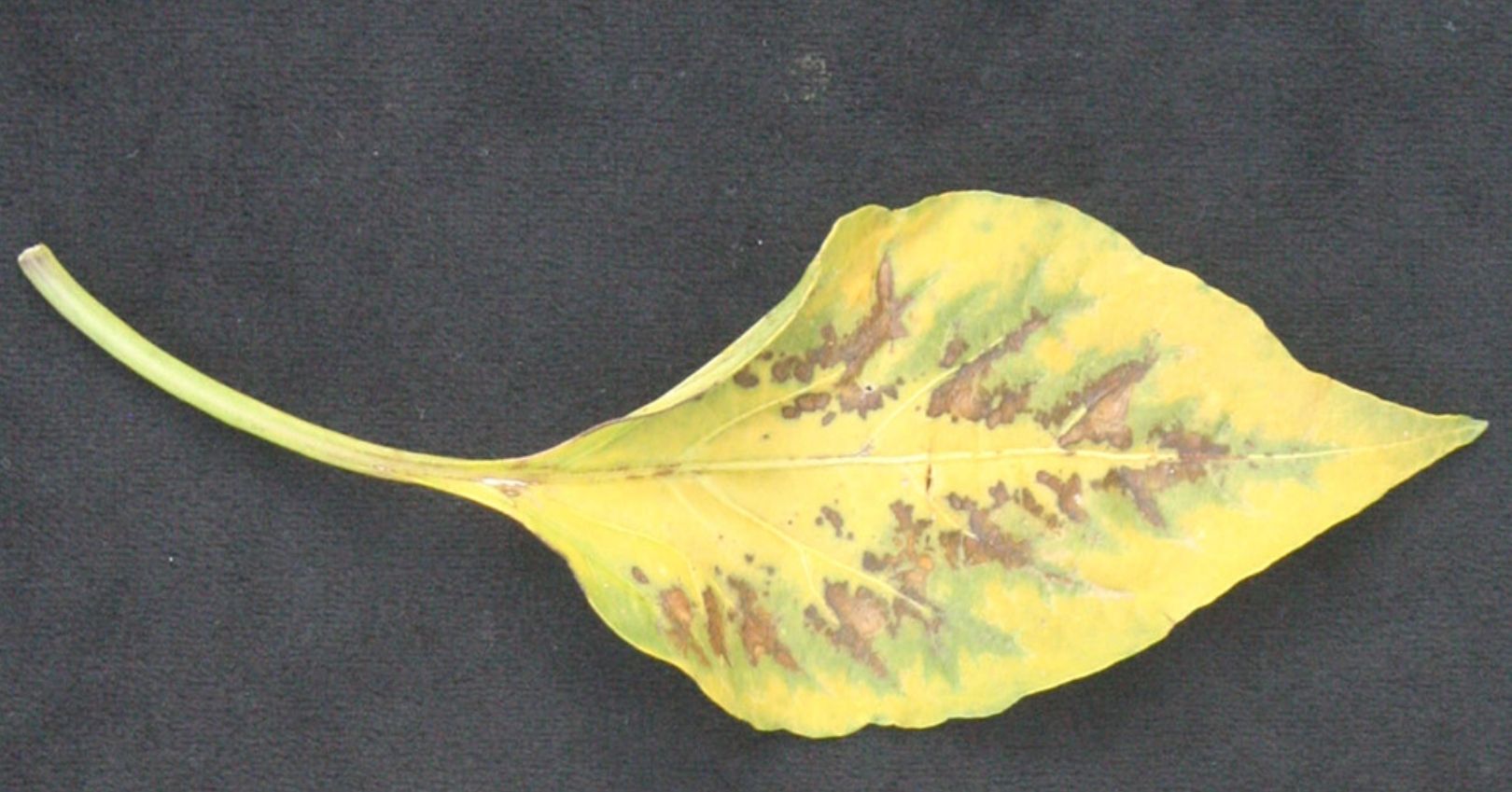 TMV Symptoms on Pepper Foliage