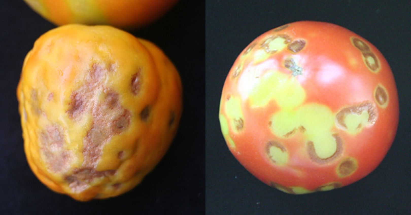 TMV Symptoms on Tomato Fruit