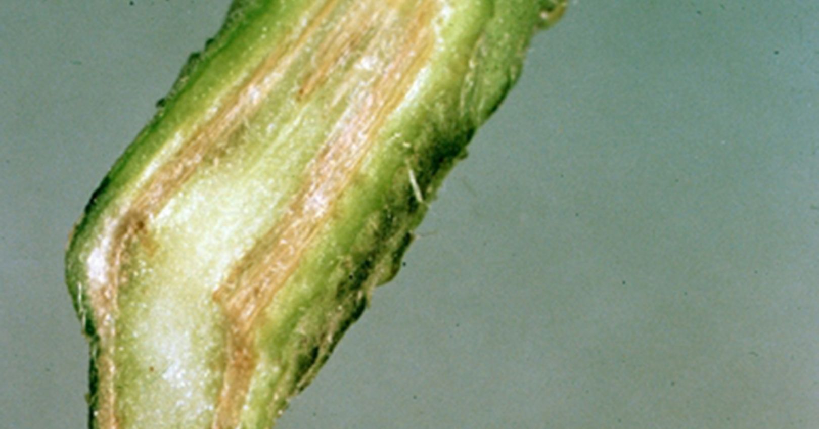 Wilt Diseases May Cause Vascular Discoloration