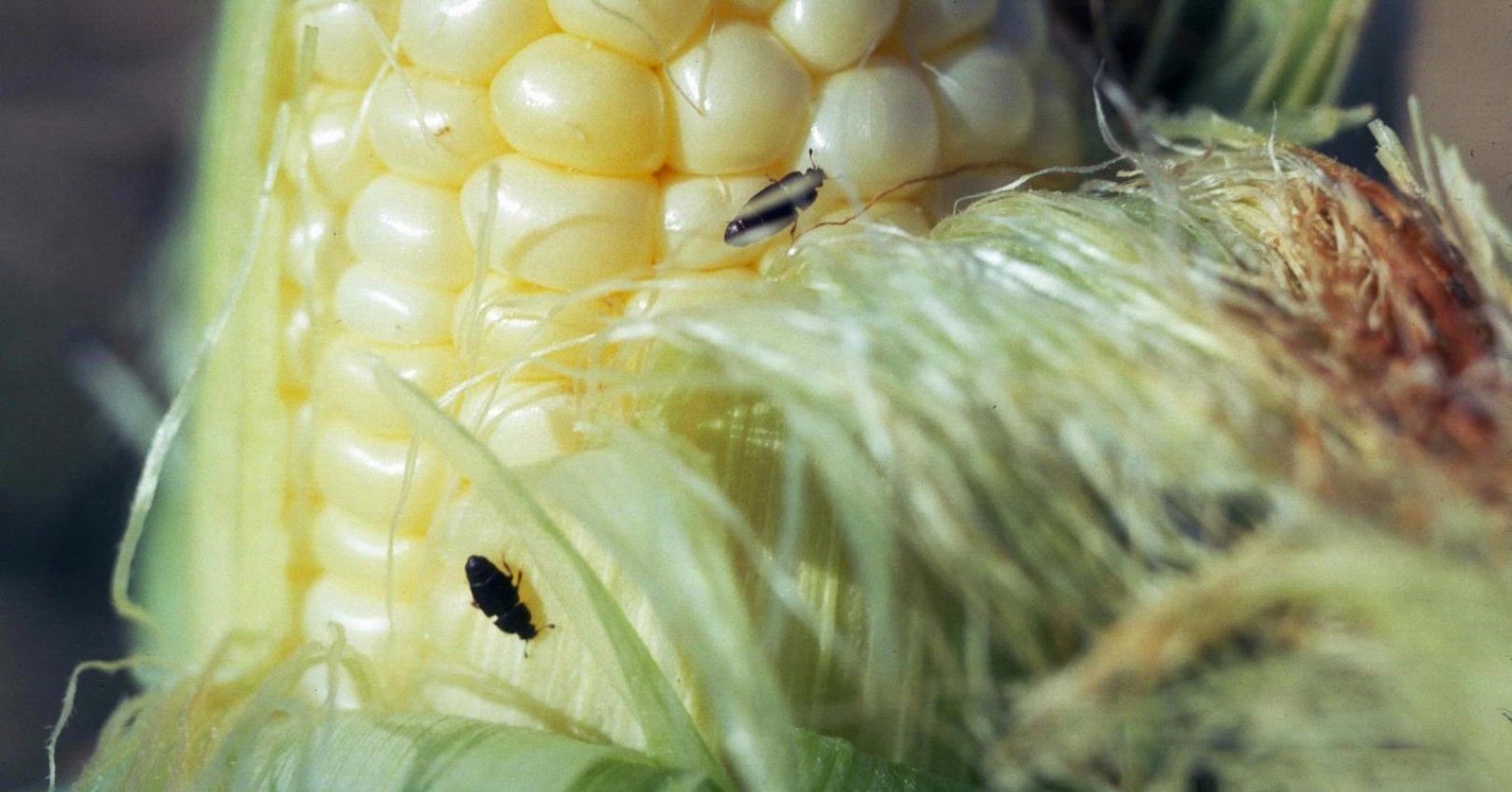 Sap Beetle Adults on Sweet Corn