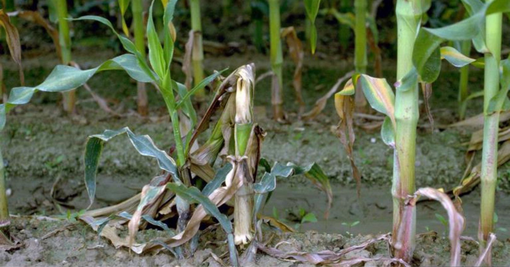Sweet Corn Infected with Bacterial Stalk Rot