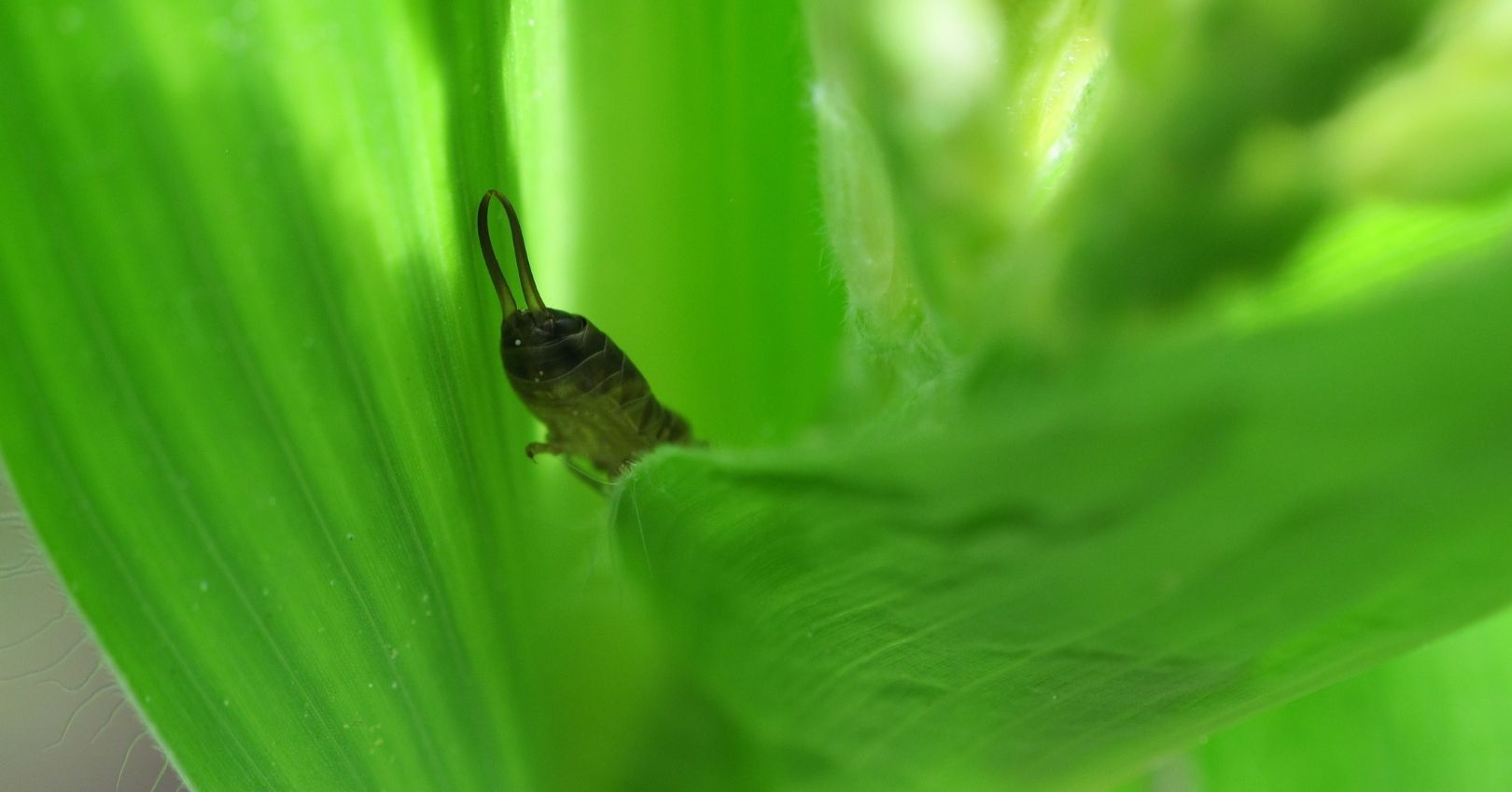 European Earwig Damage on Sweet Corn