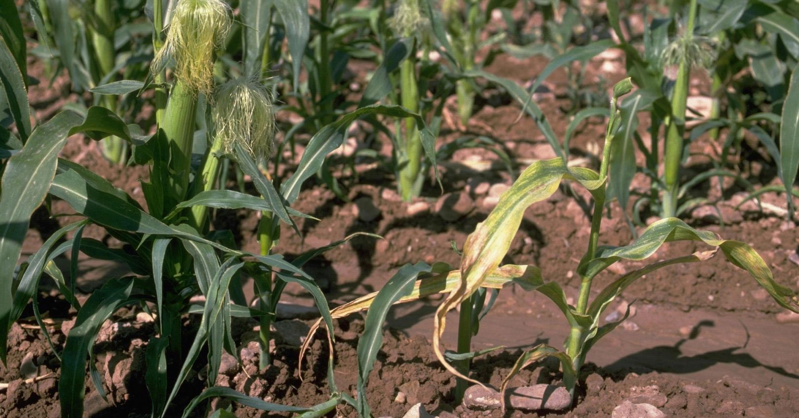 Stunted Corn Plant with Wheat Mosaic Virus