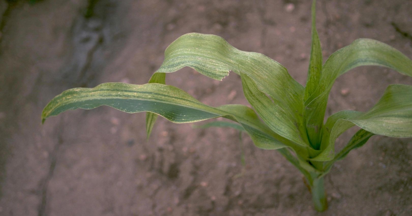 Symptoms of Wheat Mosaic Virus on Sweet Corn