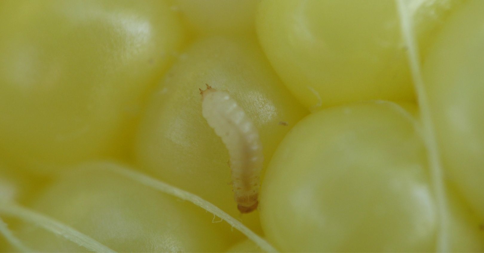 Sap Beetle Larva