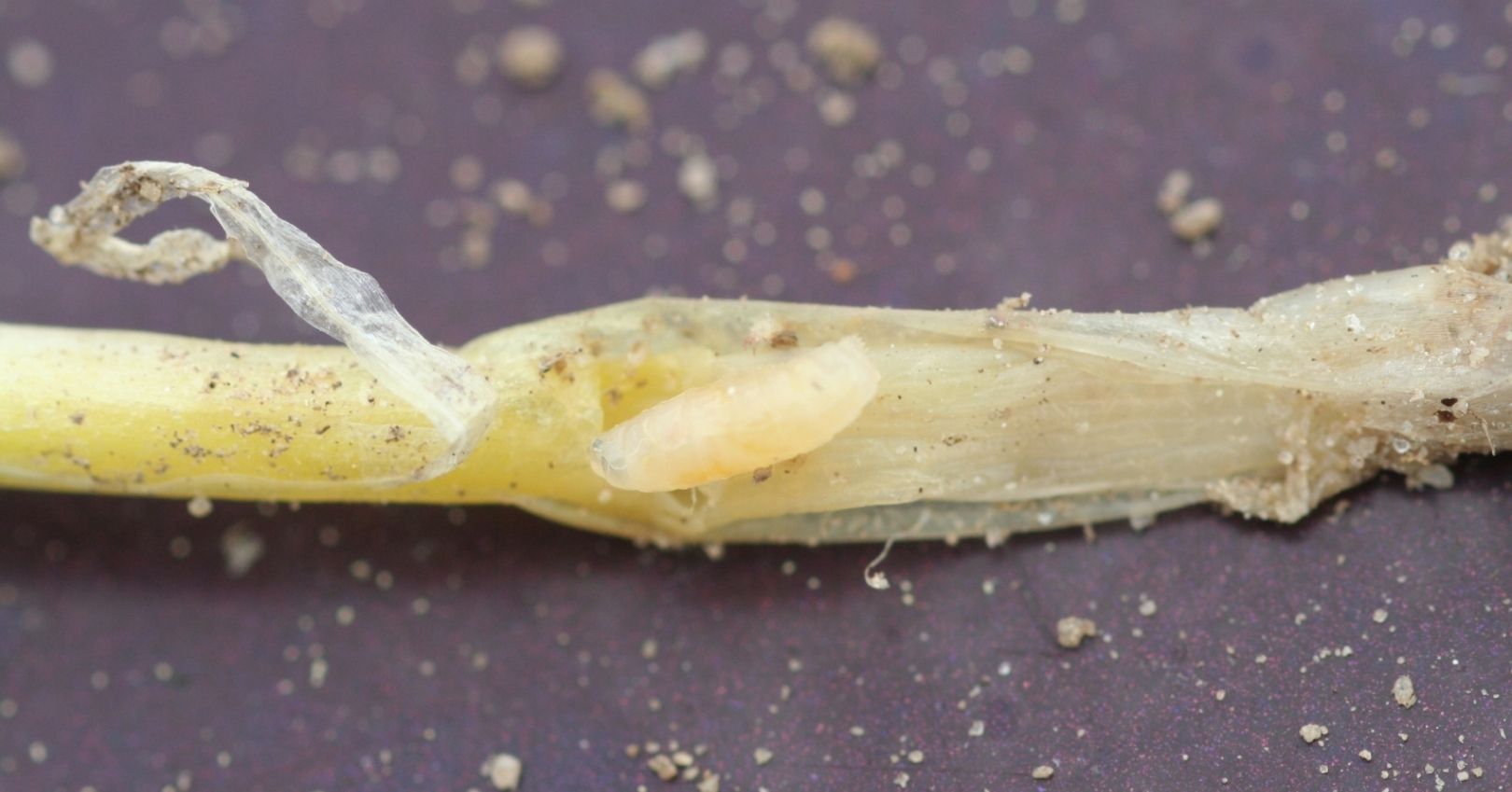Seedcorn Maggot Feeding on Corn Stem