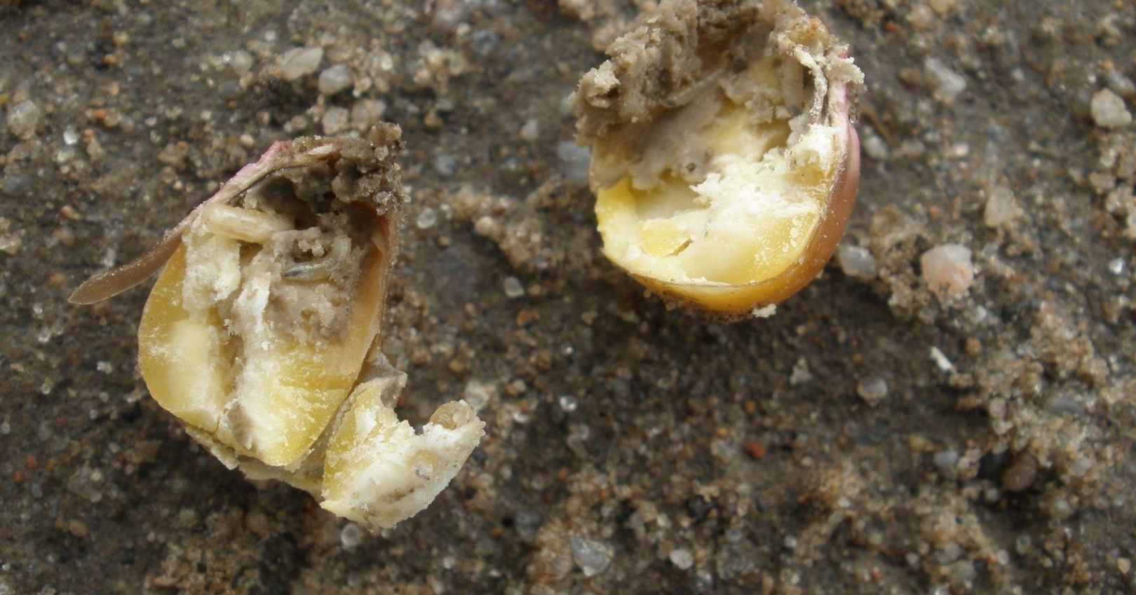 Seedcorn Maggot Damage to Corn Kernels