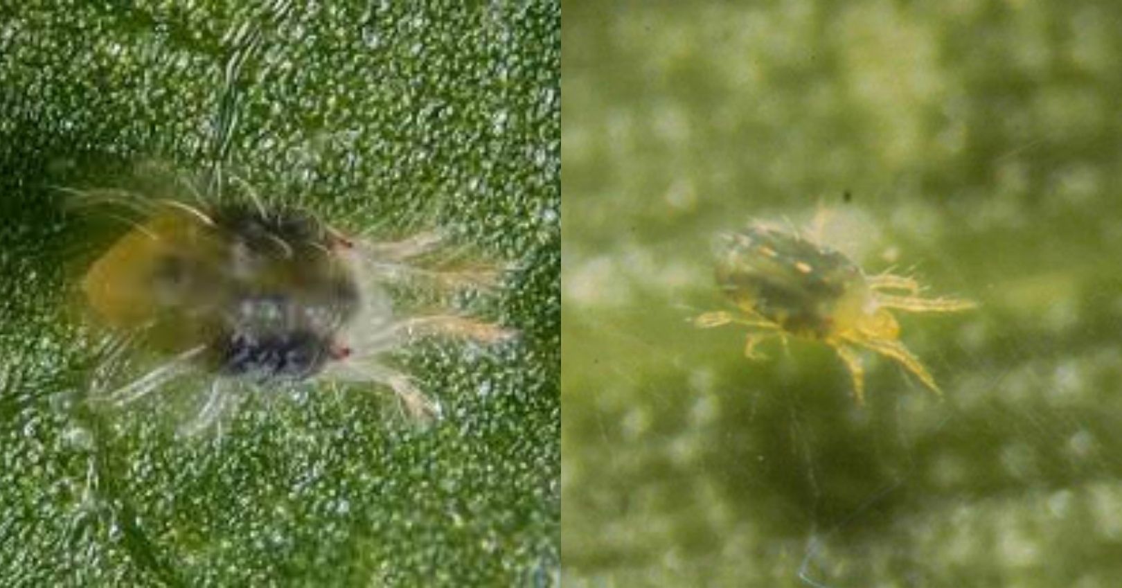 Twospotted Spider Mite and Bank's Grass Mite