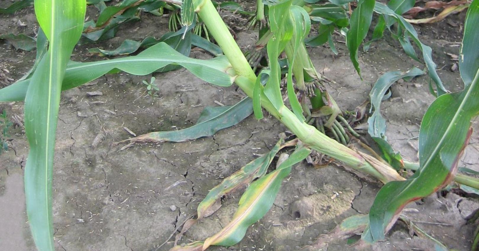 Western Corn Rootworm Damage
