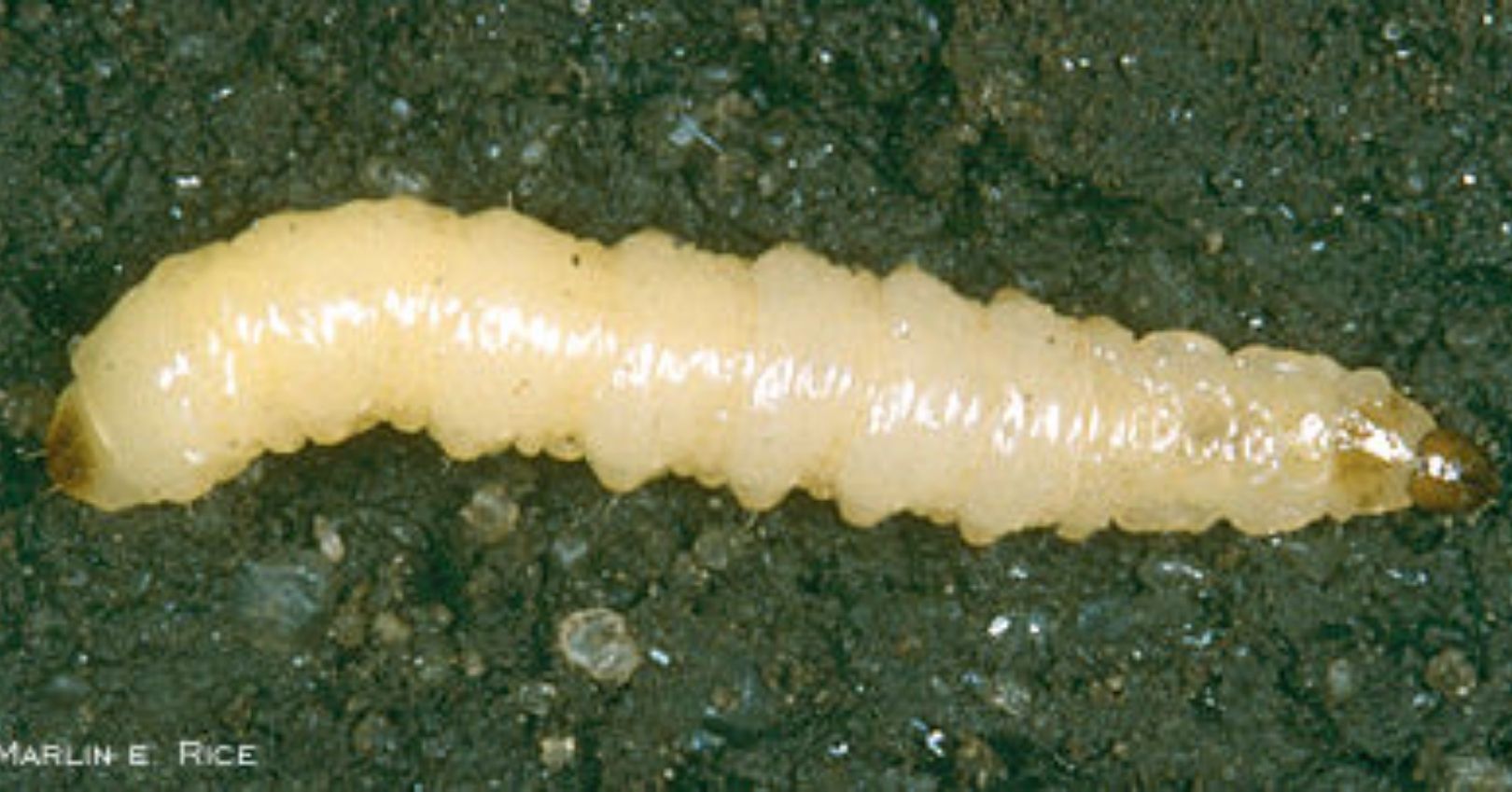 Western Corn Rootworm Larva