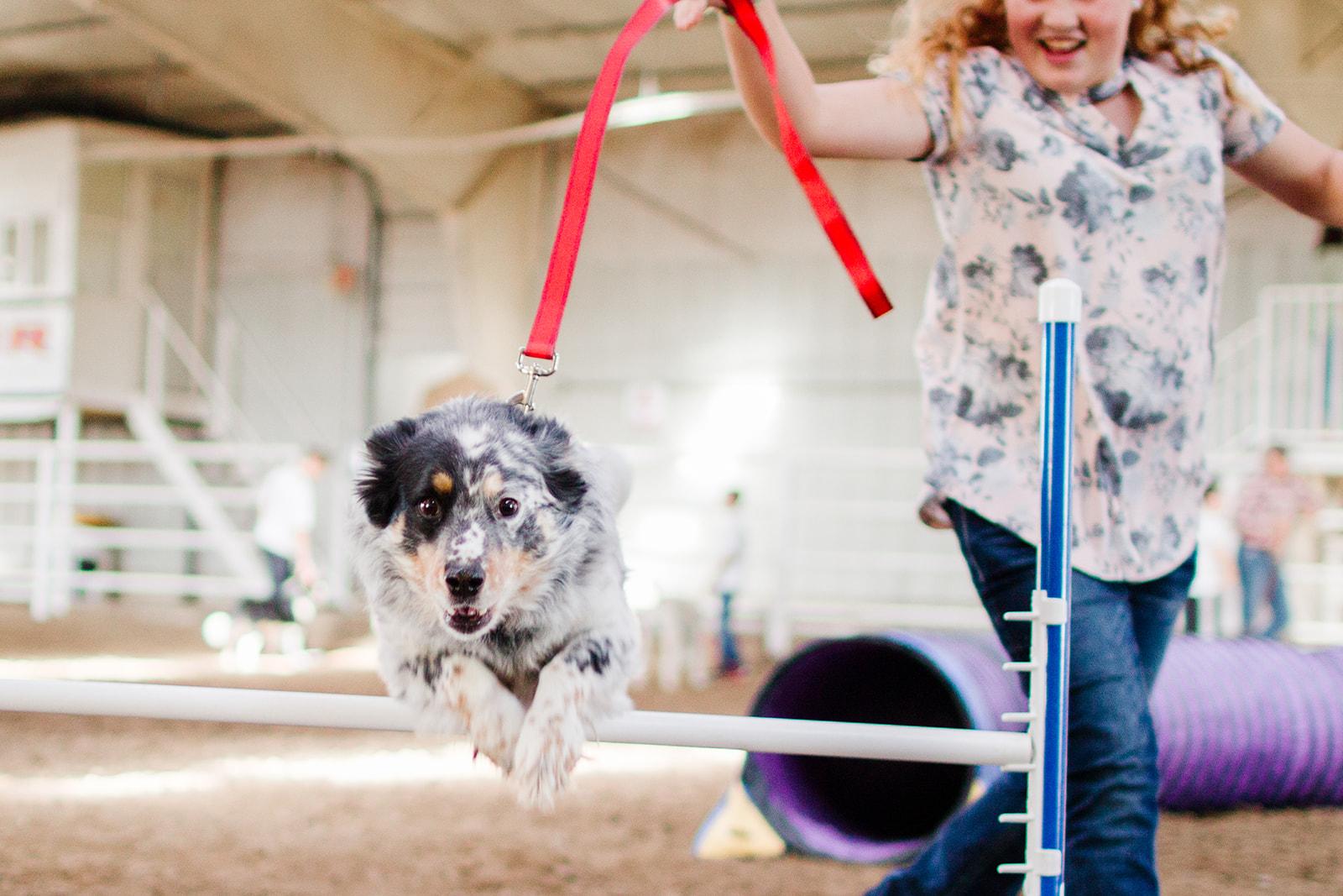 Dog leaping over a jump