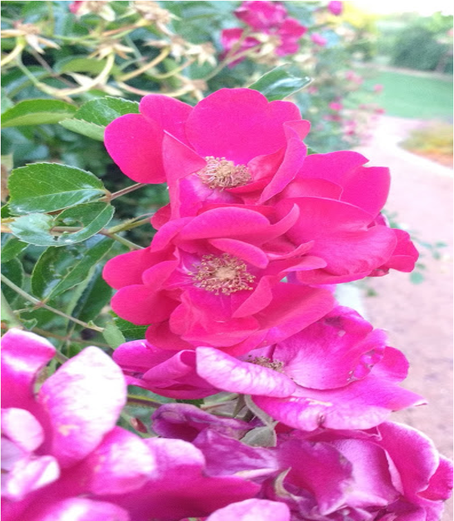 carpet rose