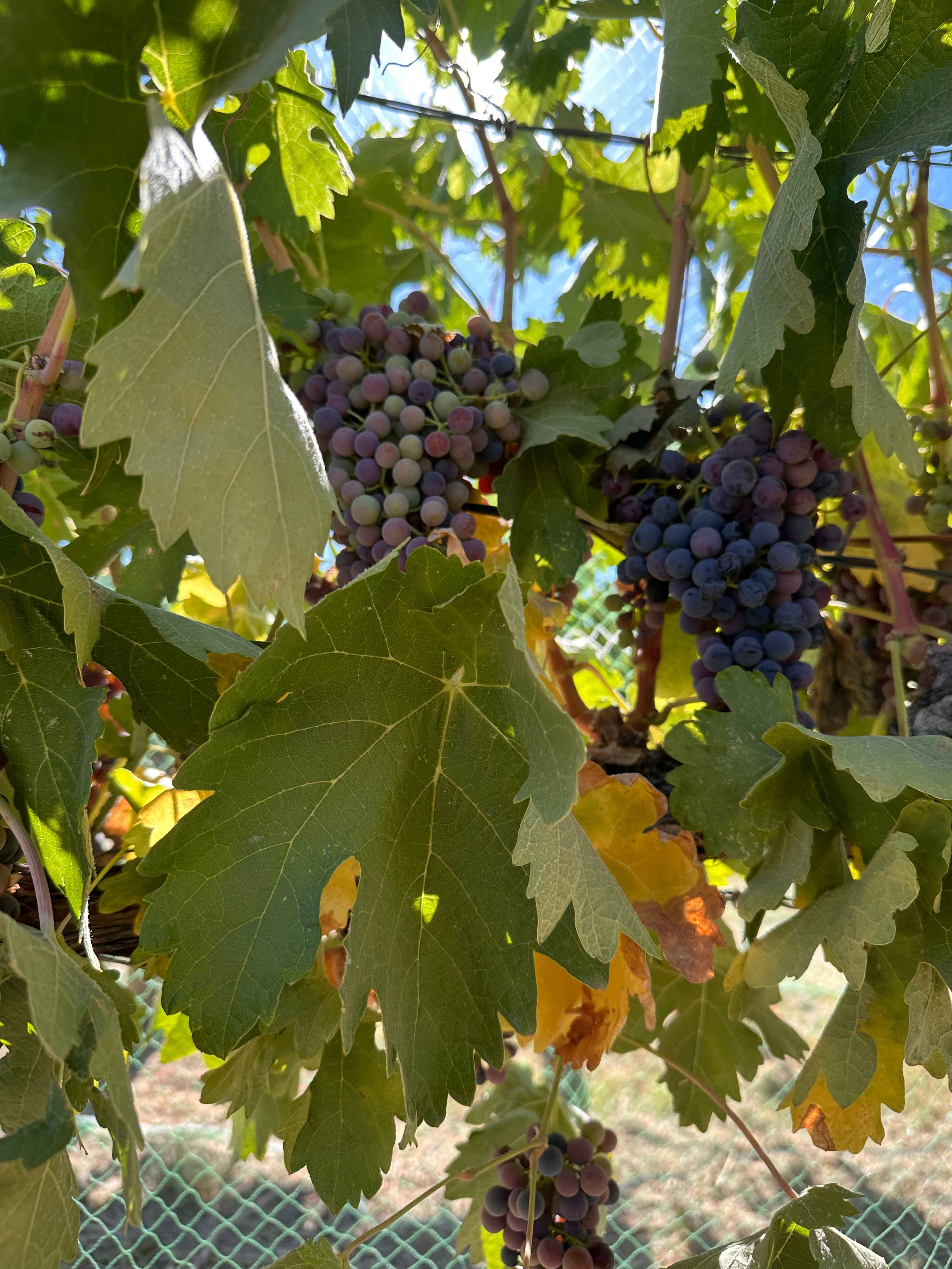 Utah Grape Growing Videos 