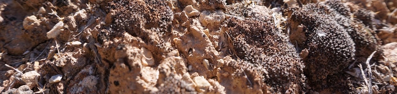Biological crust example in a desert ecosystem.