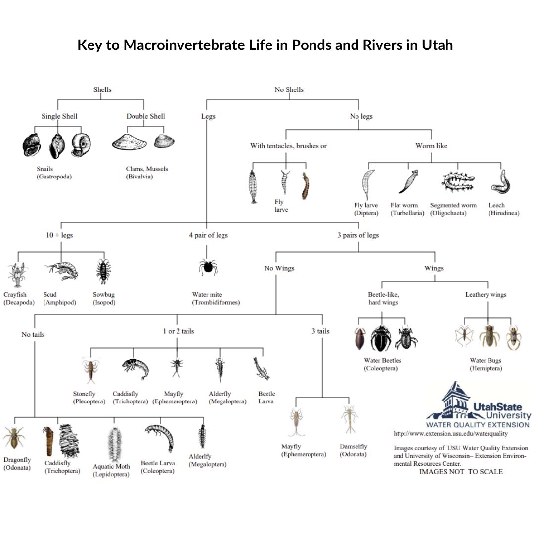 Key to Macroinvertebrate Life in Ponds and Rivers in Utah