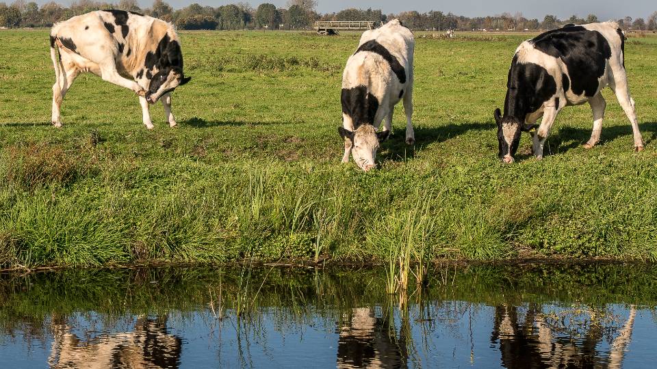 three cows by water