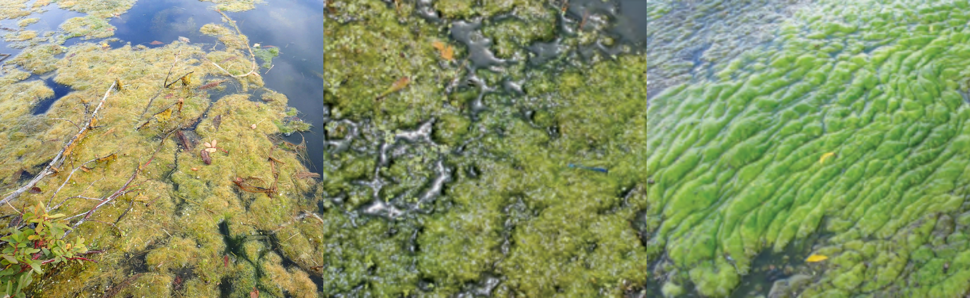 green algae examples