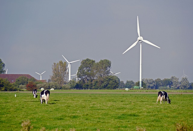windmill on dairy
