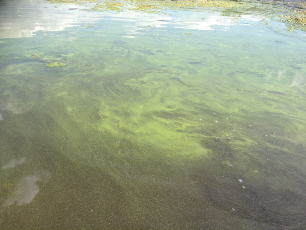 Cyanobacteria in Mantua