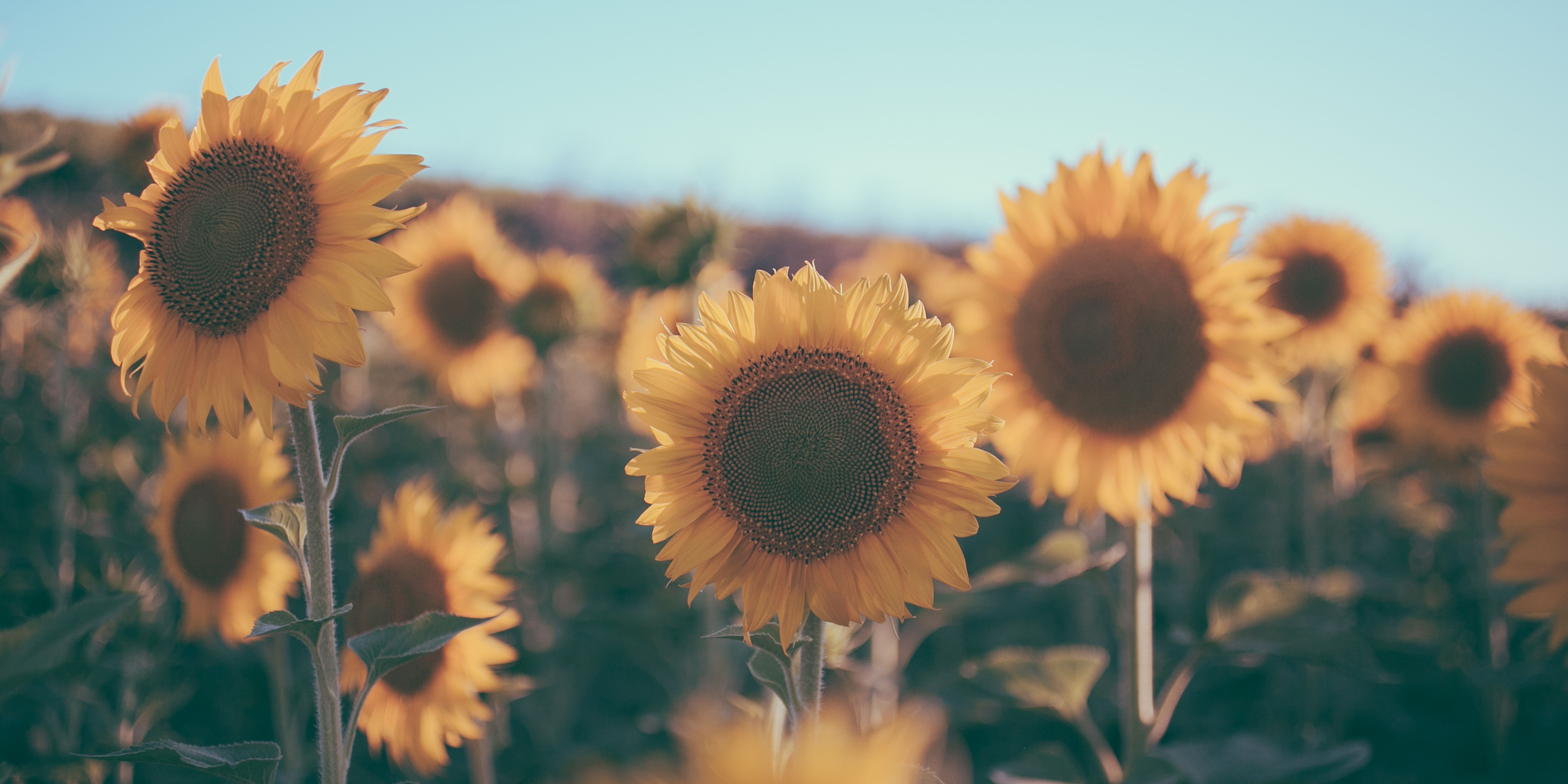 Image of a field of yellow sunflowers