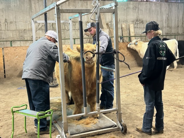 Beef Clinic