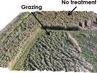 Drone-captured aerial imagery showing an ungrazed area (“No treatment”) relative to grazed area (“Grazing”) with a mowed fence line in between demarcating the two areas.