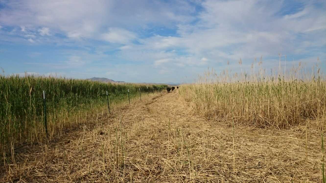 Cattle grazing greatly reduced Phragmites biomass and litter on right side of fence line. Standing Phragmites in ungrazed plot left of fence line. Image: Brittany Duncan
