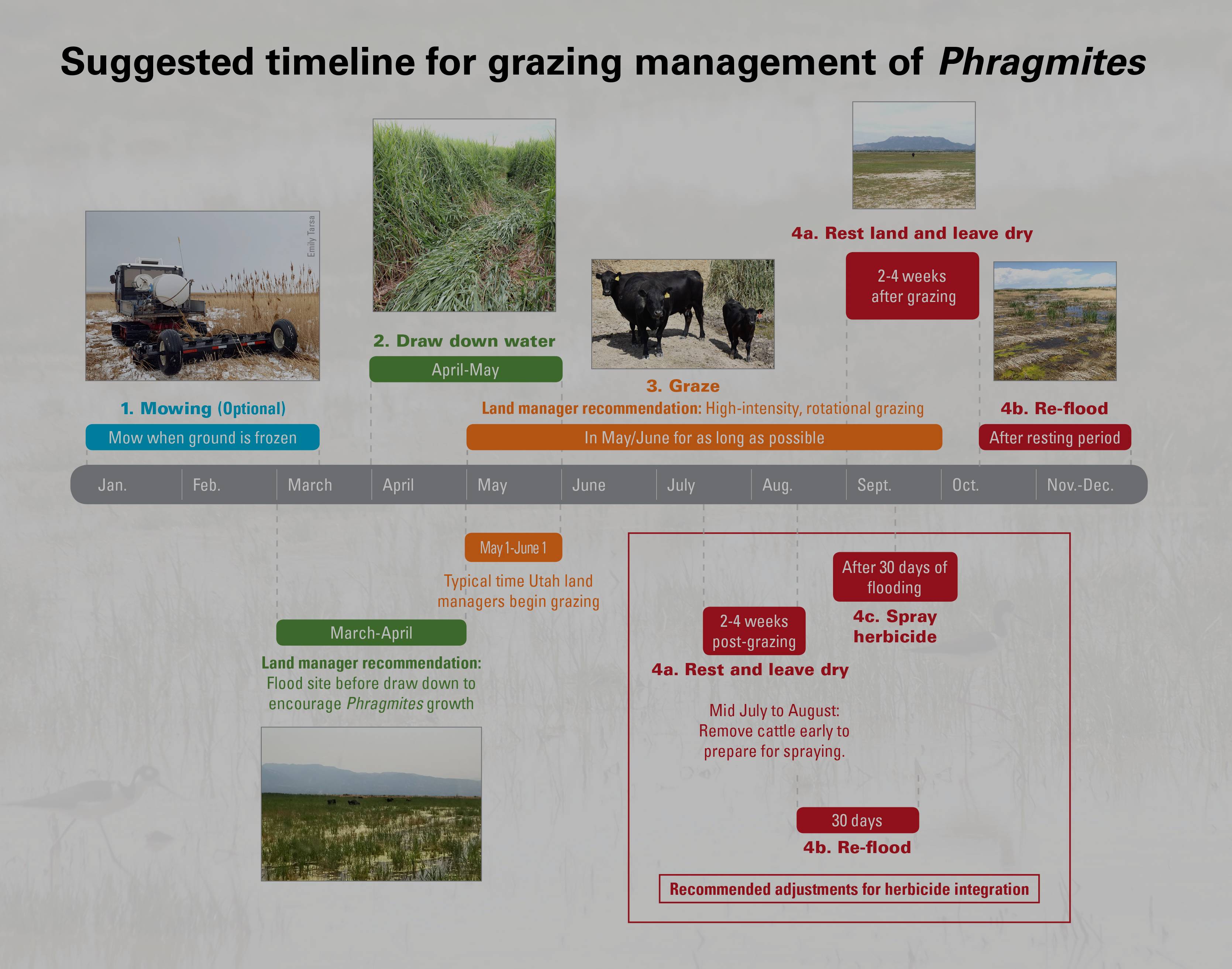 Suggested timeline for grazing management of phragmites