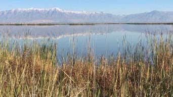 Native Wetland Plant Seed Collection and Cleaning Guide for the Intermountain West
