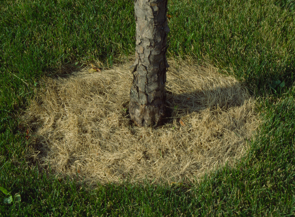 Grass is controlled around this fruit tree trunkwith a systemic non-residual herbicide.