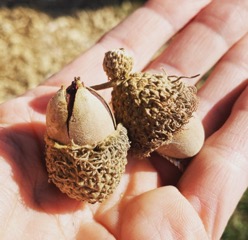 two acorns in palm of hand