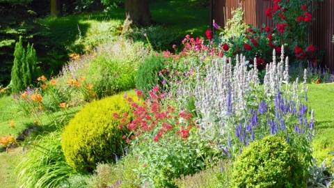 Growing Amazing Annuals & Popping Perennials