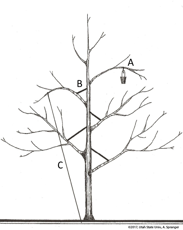 Young apple tree with scaffolding        branches spread