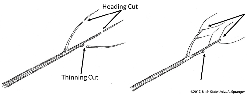 Heading and thinning cuts