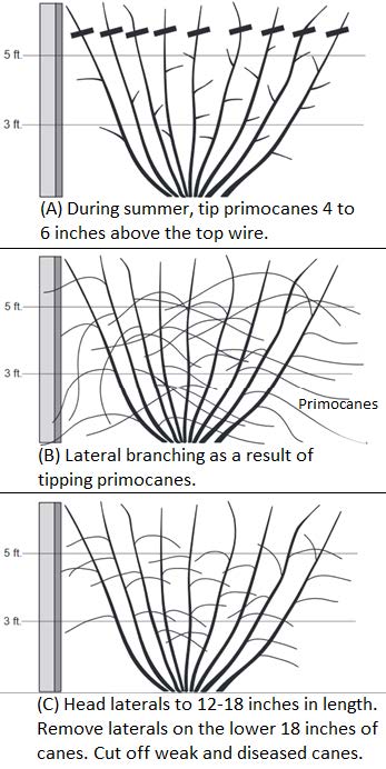 Fan system of pruning and training semi-erect blackberries