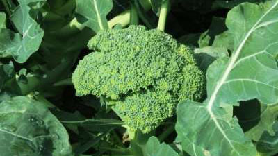Broccoli in the Garden