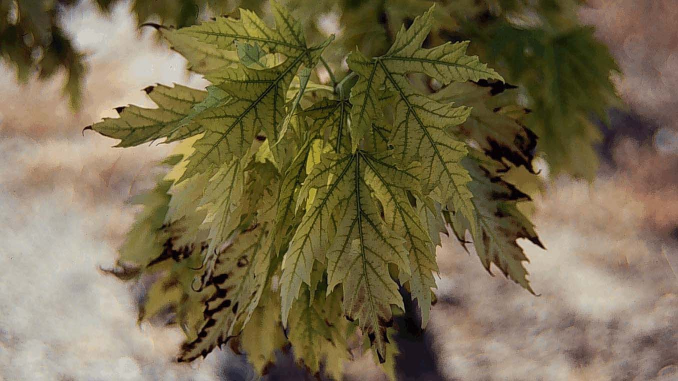 silver maple with yellowed leaves