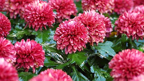 Growing Chrysanthemums in the Home Garden