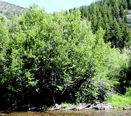 River birch
