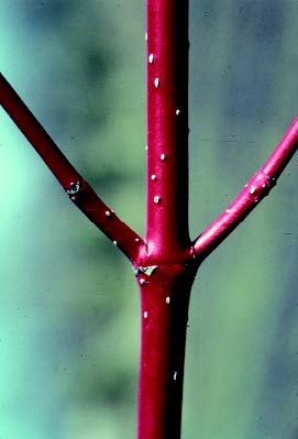 Red osier dogwood