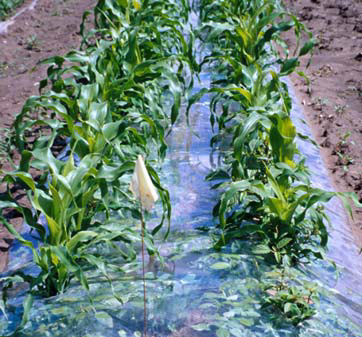 Sweet corn grown with plastic row covers