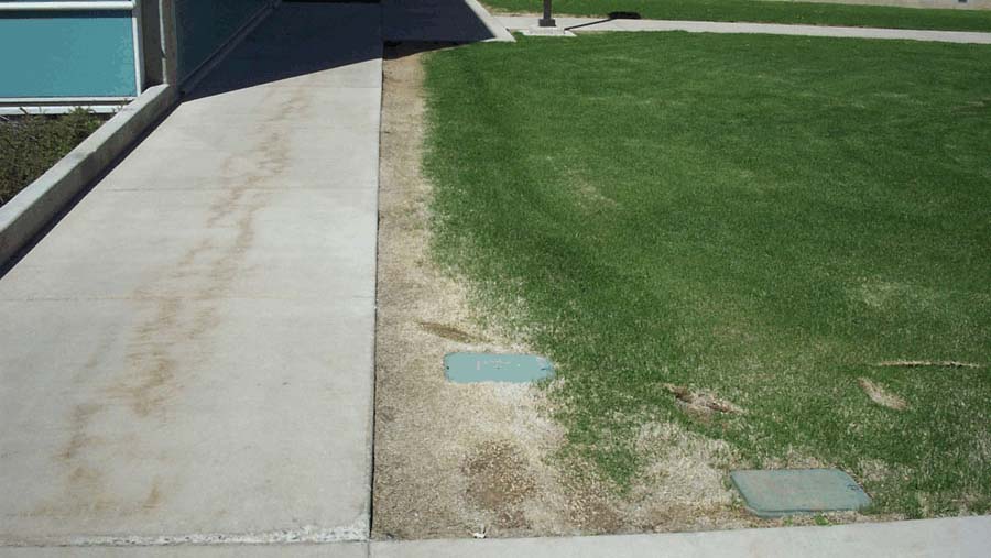 Bare lawn next to sidewalk