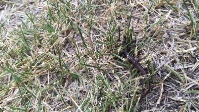 Over Hill, Over Dale: Earthworms in the Lawn 