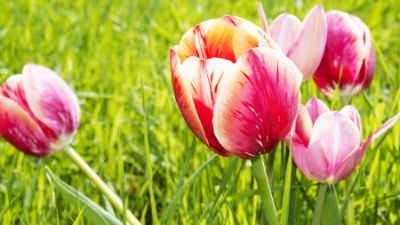 Fabulous Tulips in Springtime