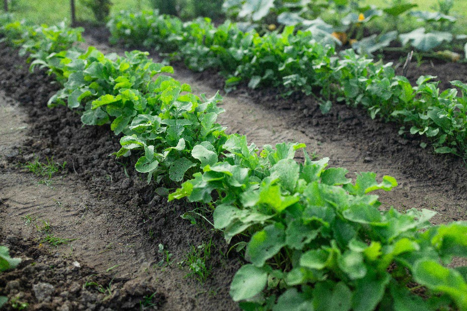 Lines of crops in the garden.
