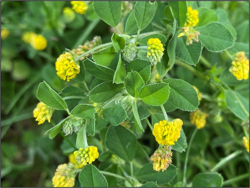 Black medic flowers and foliage