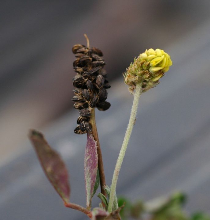 Black medic stem with flower and developing seeds