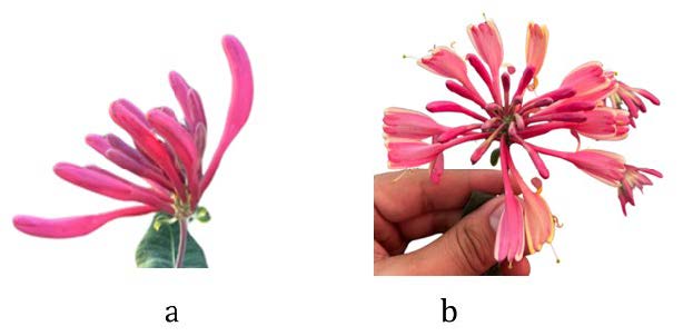 Two close-up images labeled “a” and “b” show Goldflame honeysuckle flowers. Image a shows a tight cluster of pink tubular buds beginning to open, while image b shows a fully open flower cluster with bright pink petals and yellow interiors, held in a person’s hand.